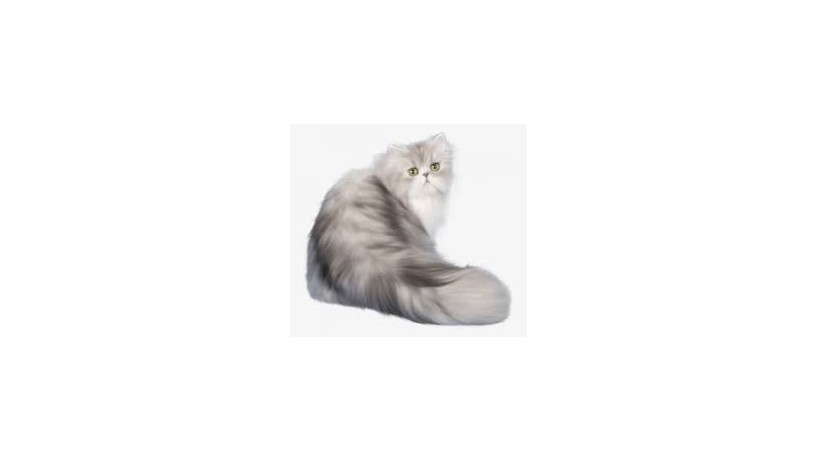 cat-big-0