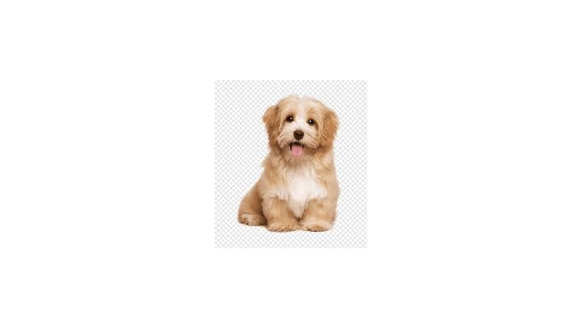 dog-big-0