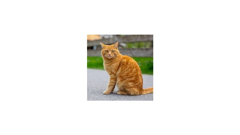 cat-big-0