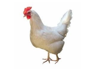 White hen