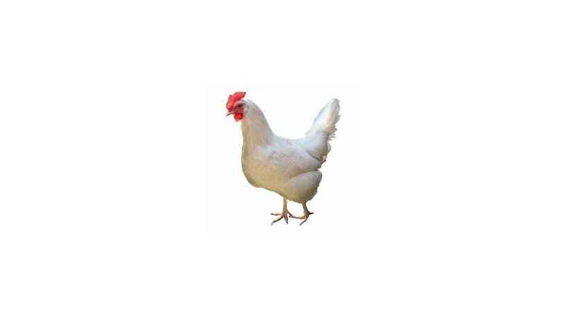 white-hen-big-0