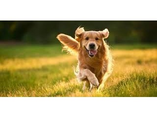 Cute little dog