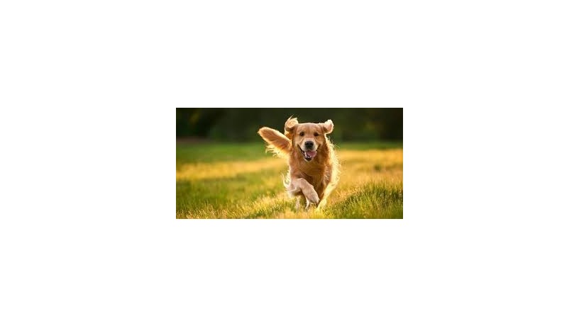 cute-little-dog-big-0