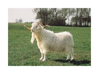 White Goat