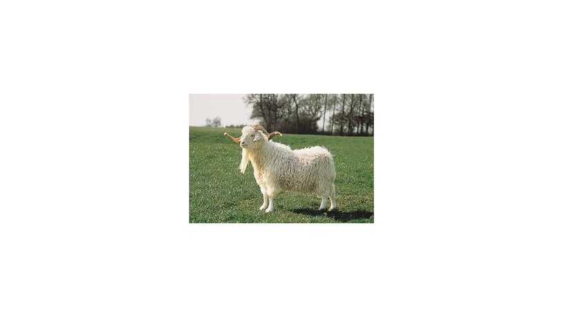 white-goat-big-0