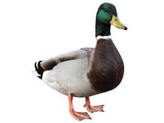 Duck duck yellow green