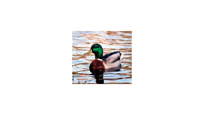duck-duck-yellow-green-big-1