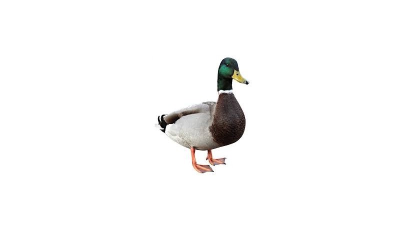 duck-duck-yellow-green-big-0