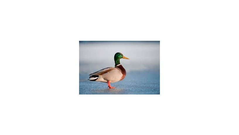 duck-duck-yellow-green-big-4