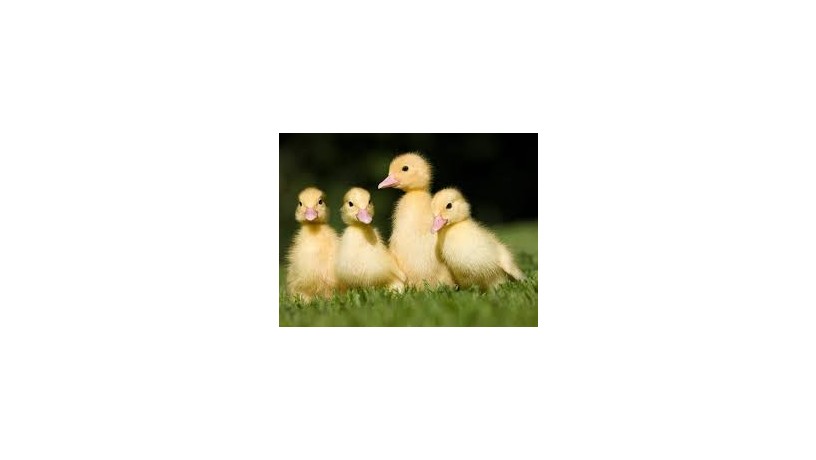 duck-duck-yellow-green-big-2