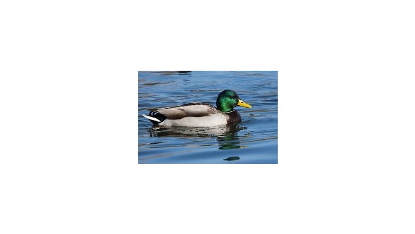 duck-duck-yellow-green-big-3
