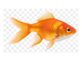 Golden Fish