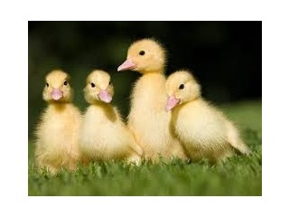 Duck mack mackkkk