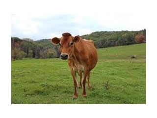 Cow beautiful cow