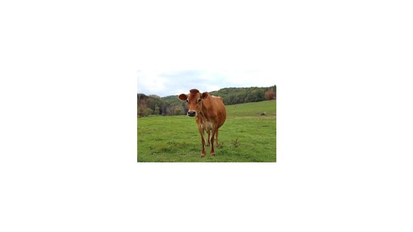 cow-beautiful-cow-big-0