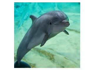 Dolphin