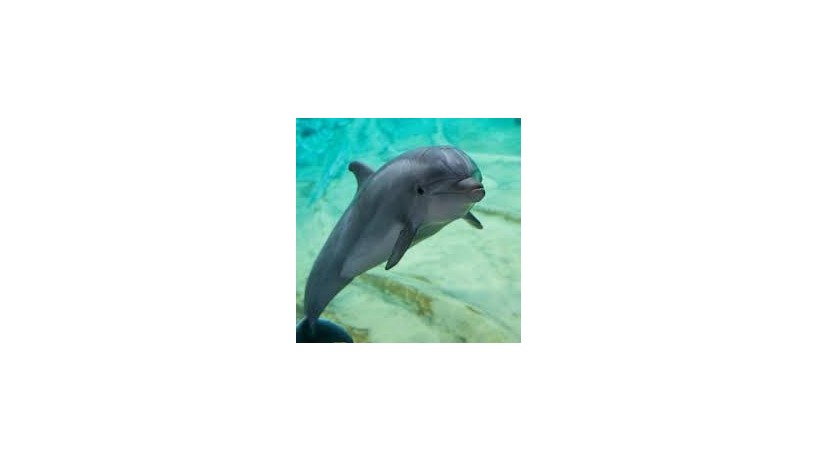 dolphin-big-0