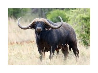 Buffalo