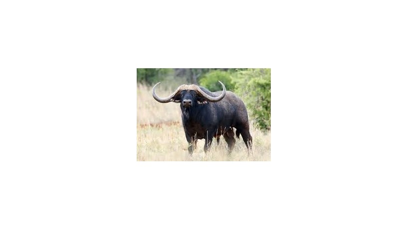 buffalo-big-0