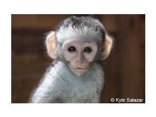 Brown monkey