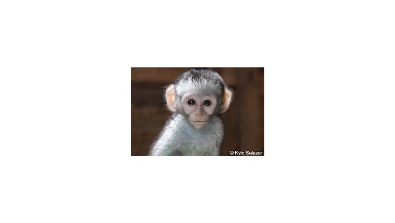 brown-monkey-big-0