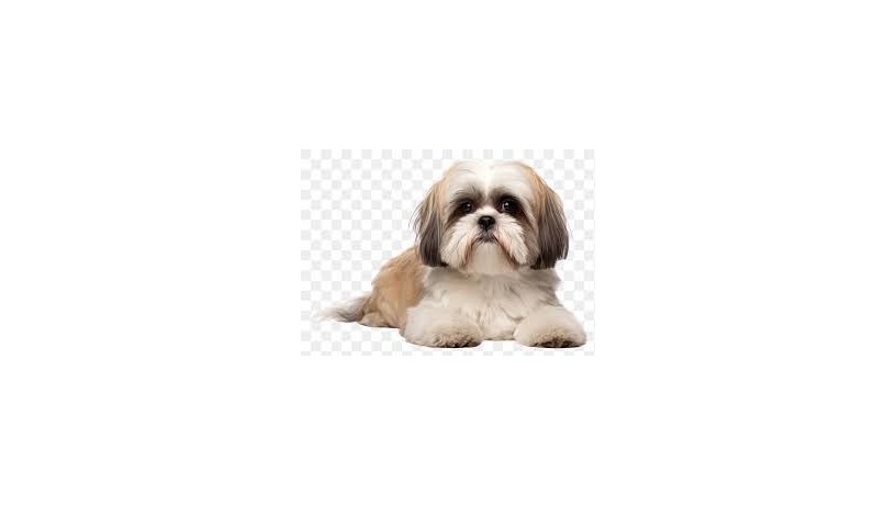 dog-big-0