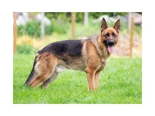 German Shepherd1