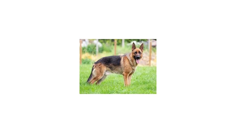 german-shepherd2-big-0