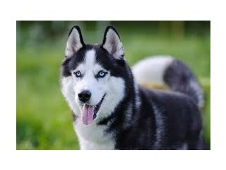 Husky1