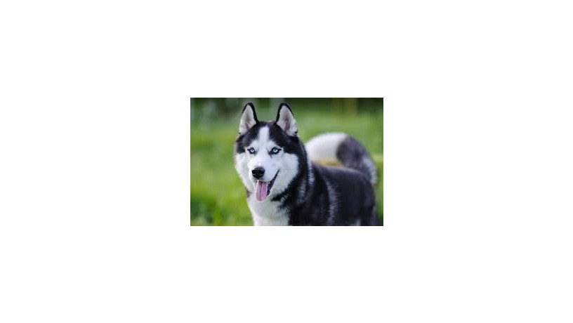 husky1-big-0