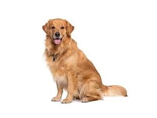Golden Retriever1