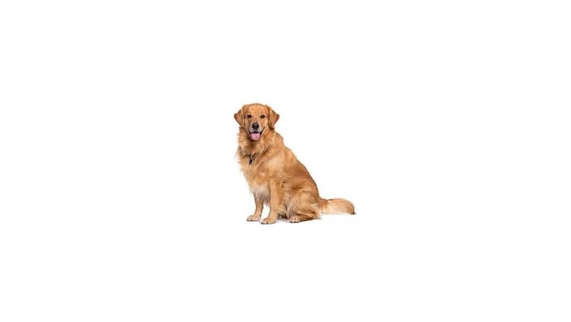 golden-retriever1-big-0