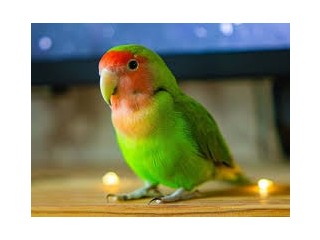 Parrot