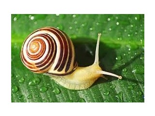Snail