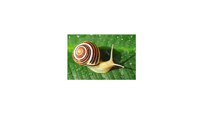 snail-big-0