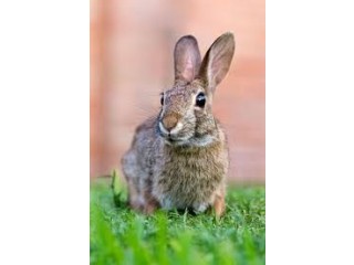 Rabbit