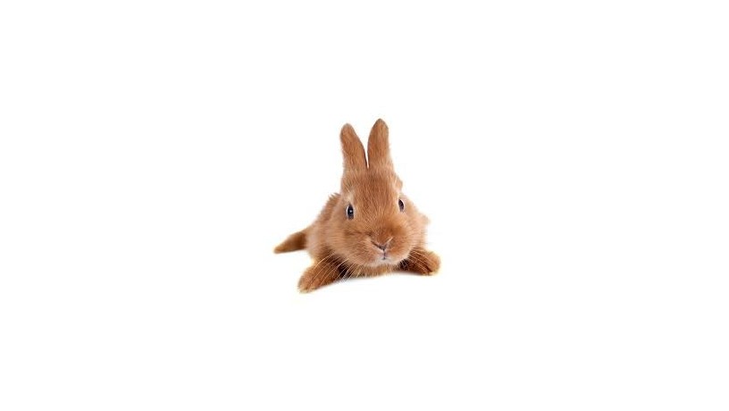 rabbit-big-4
