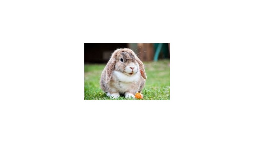 rabbit-big-1