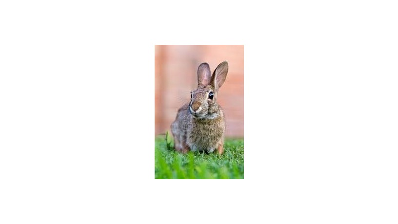 rabbit-big-0