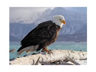 Eagle