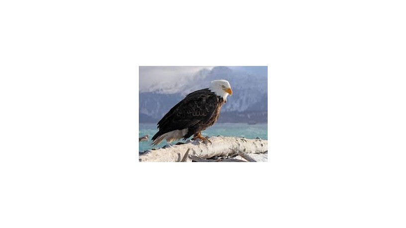 eagle-big-0