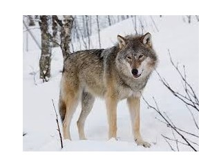 Wolf