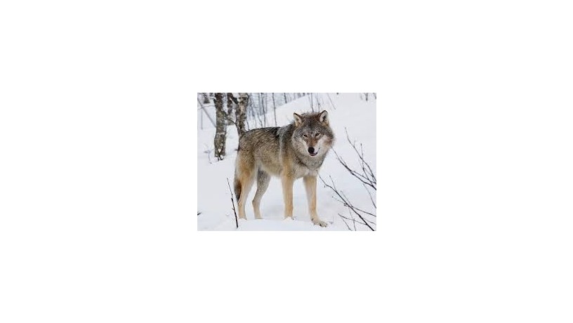 wolf-big-0