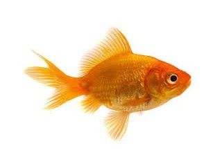 Goldfish