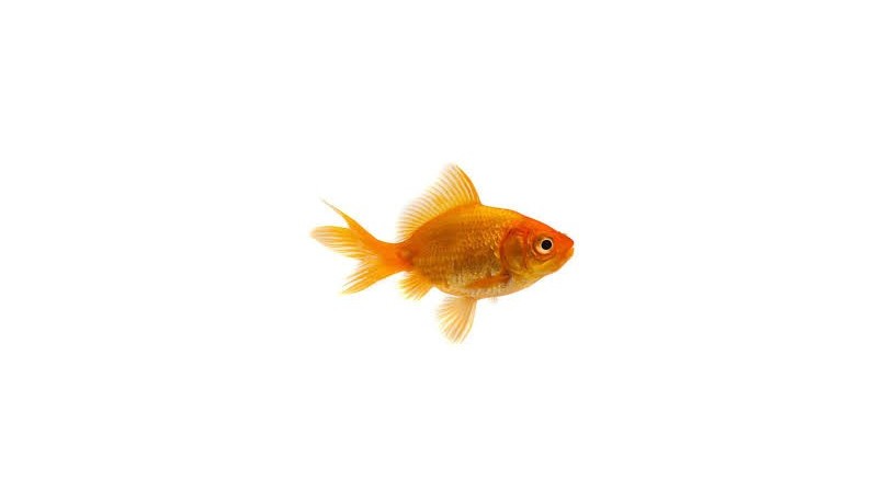 goldfish-big-0