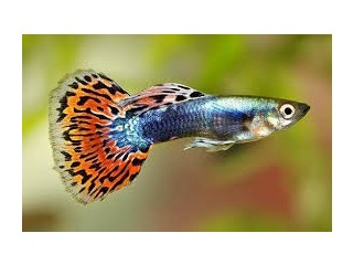 Guppy fish