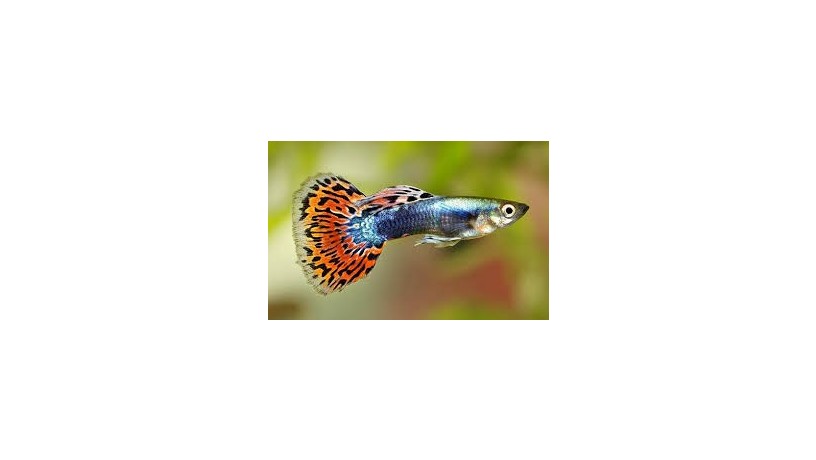 guppy-fish-big-0