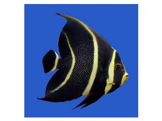 AngelFish
