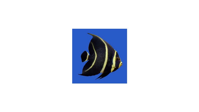 angelfish-big-0