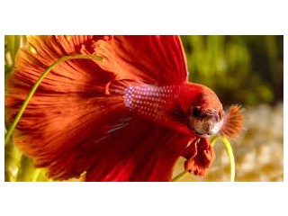 Betta fish